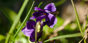 2nd Apr 2013 - Purple flower
