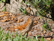 7th Apr 2013 - This is a ?????? Bird.