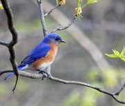 6th Apr 2013 - Bluebird 