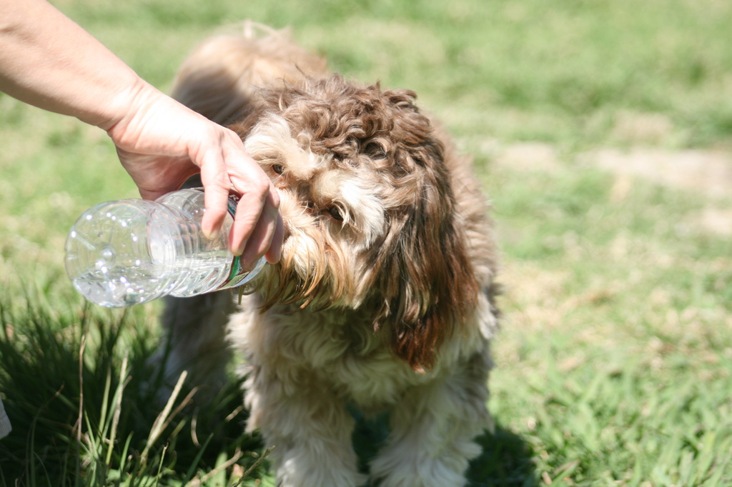 Thirsty Gizmo by kerristephens