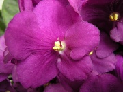14th Aug 2010 - african violet