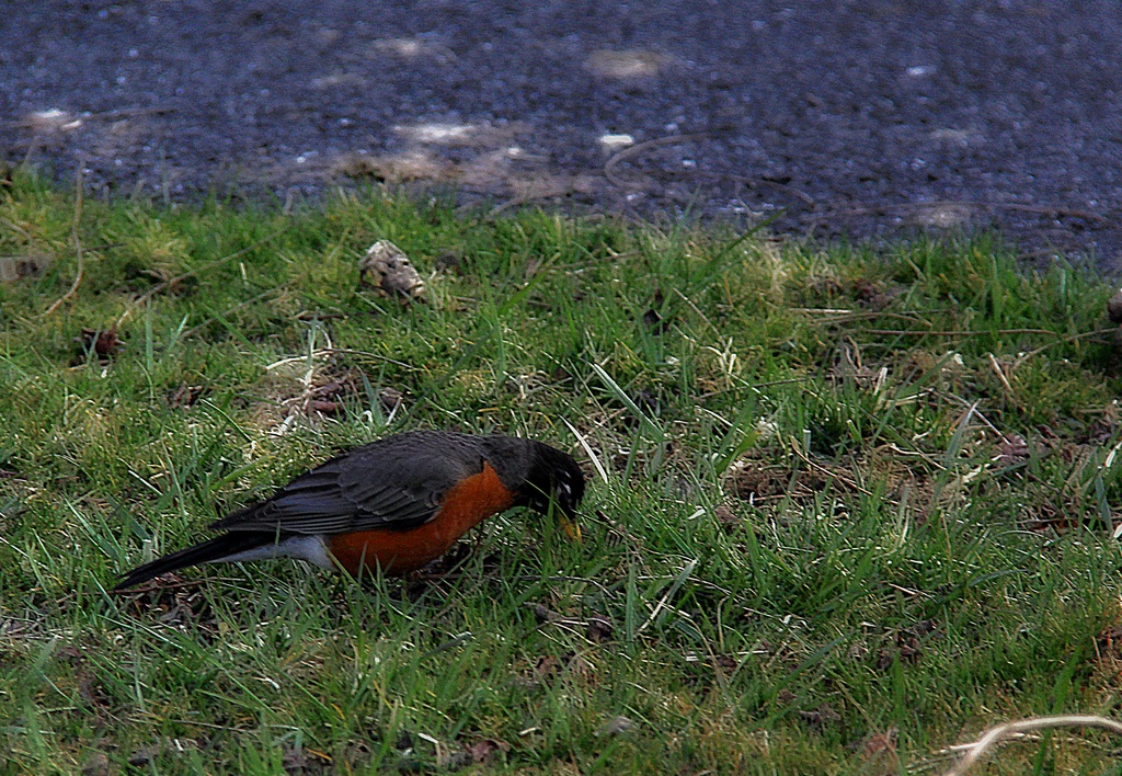 A Bobbin Robin by digitalrn