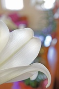 7th Apr 2013 - Easter lily 