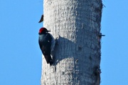 1st Jan 2013 - Acorn Woodpecker
