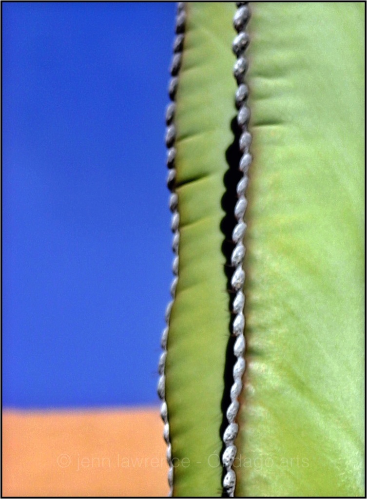Cactus Abstractus by aikiuser
