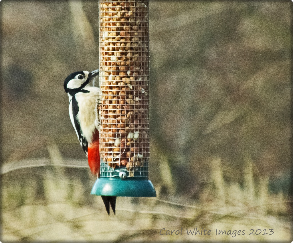 Greater Spotted Woodpecker by carolmw