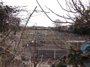 7th Apr 2013 - Sneaky peek at some allotments