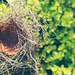 nest by pocketmouse