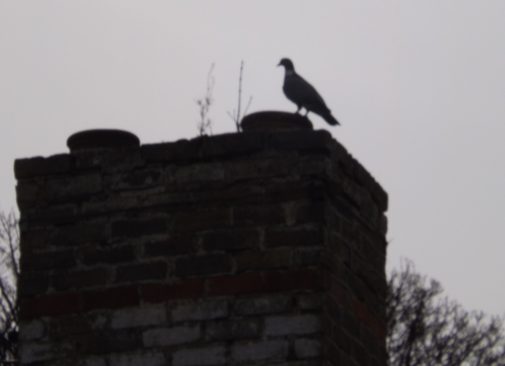 Bird on a chimney stack by plainjaneandnononsense