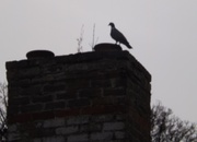 7th Apr 2013 - Bird on a chimney stack