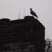 Bird on a chimney stack by plainjaneandnononsense