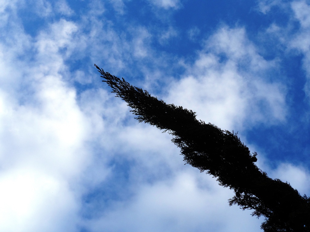 Cypress Alert! by will_wooderson