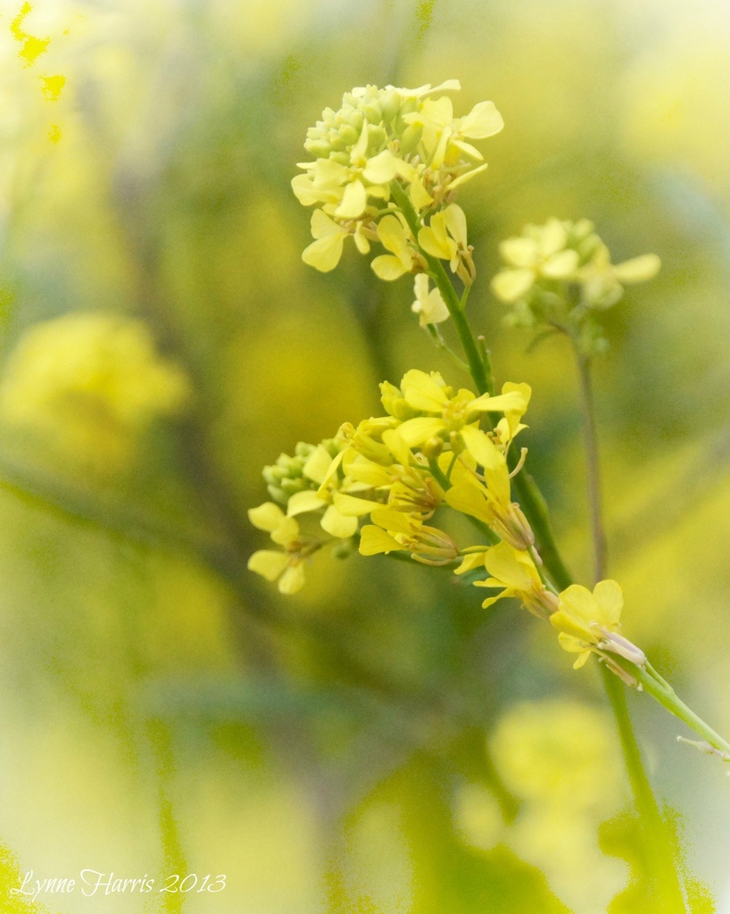 Yellow Weeds by lynne5477