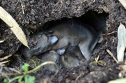 6th Apr 2013 - Baby rabbits