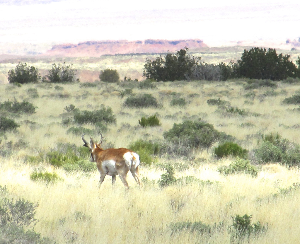 In the Field (antelope) by houser934