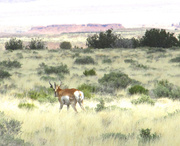 7th Apr 2013 - In the Field (antelope)