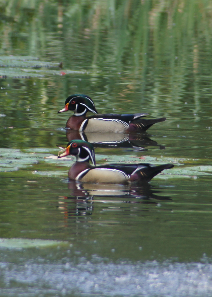 Wood ducks times two. by rob257