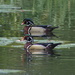 Wood ducks times two. by rob257