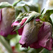 Pink Rose V2 by richardcreese