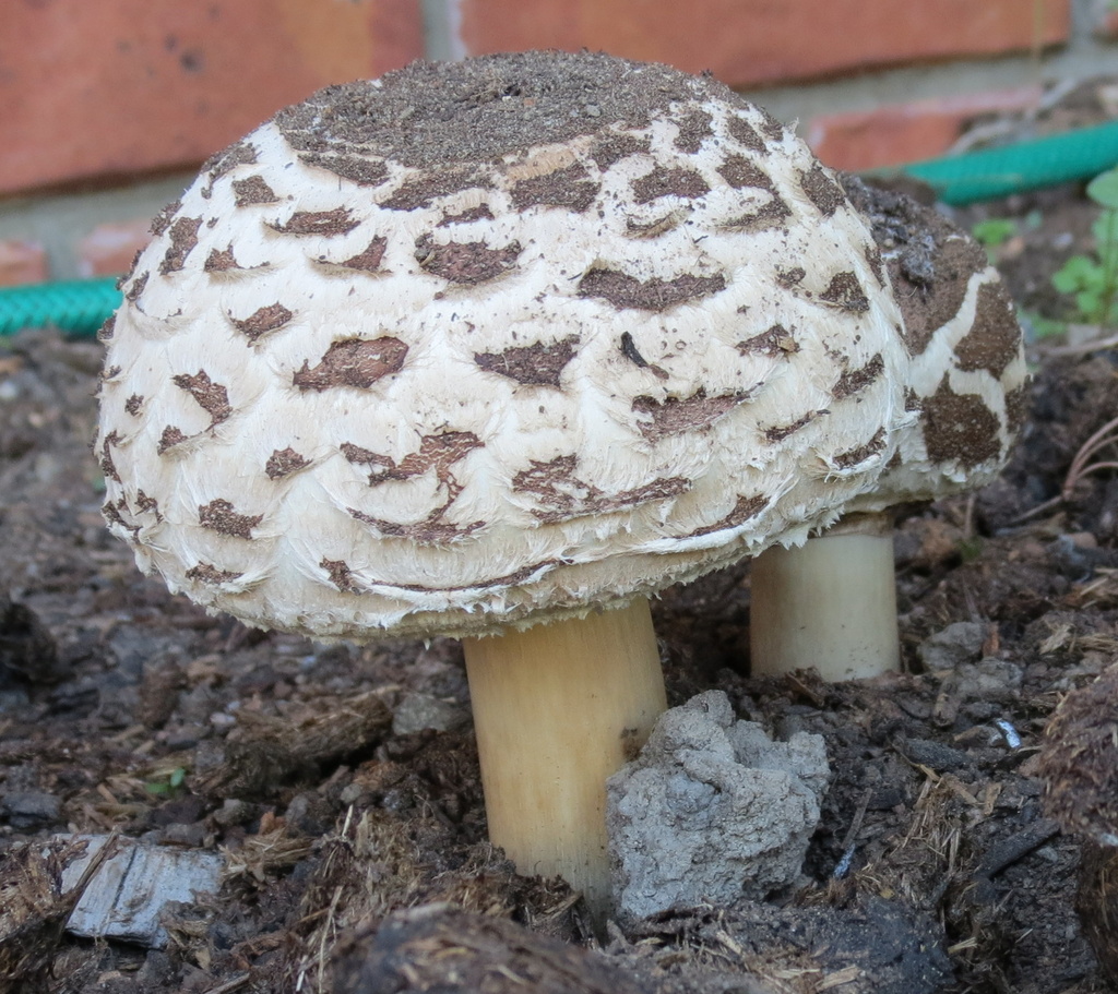 Mushroom by kiwiflora