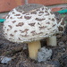 Mushroom by kiwiflora