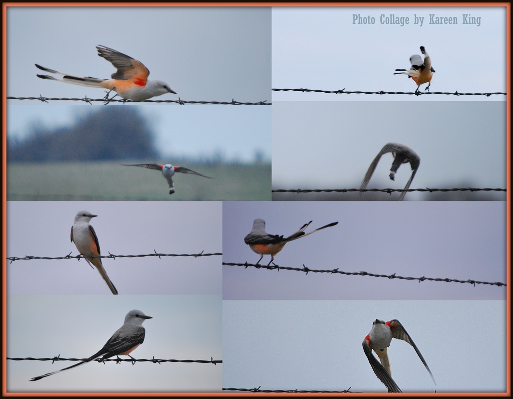 Scissor-Tailed Flycatcher Collage by kareenking