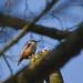 Another Nuthatch by harveyzone
