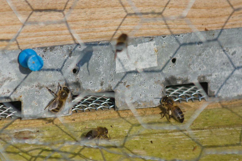 Bees by harveyzone