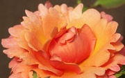 8th Apr 2013 - (Day 54) - Peach Flower
