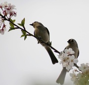 8th Apr 2013 - A Great Pair of Tits!