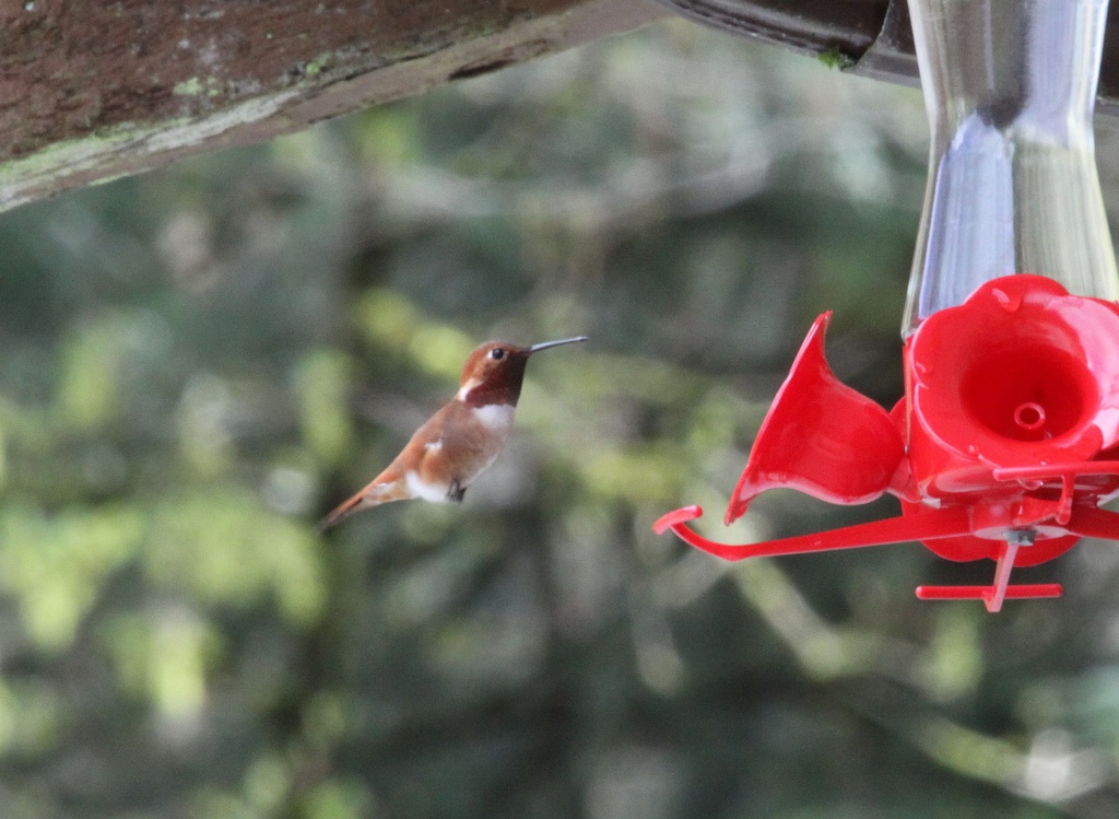 Return of the Rufous by kimmer50