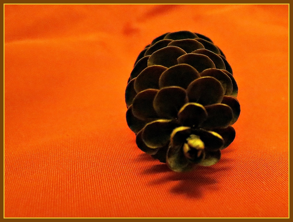 Pinecone 1 by juliedduncan