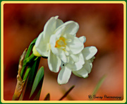 28th Mar 2013 - Narcissus