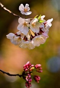 9th Apr 2013 - Cherry Blossom Bokeh