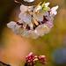 Cherry Blossom Bokeh by soboy5
