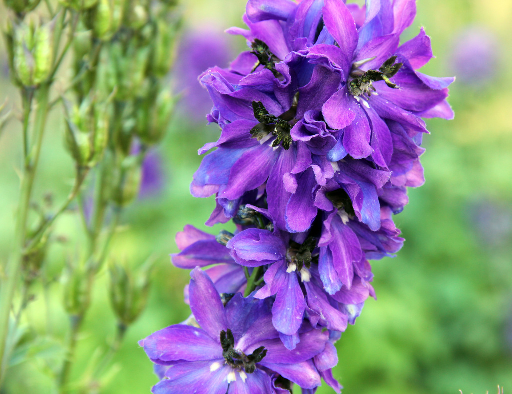 01 flowers Royal Gardens HobartTasmania by hjbenson