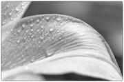 8th Apr 2013 - Wet Lily