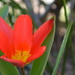Tulip by nicoleterheide