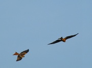 13th Mar 2013 - Two Red Kites