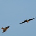 Two Red Kites by bulldog