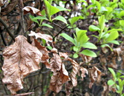 9th Apr 2013 - 'new life': beech leaves............. 