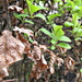 'new life': beech leaves.............  by quietpurplehaze
