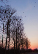 8th Apr 2013 - Rookery at sunset