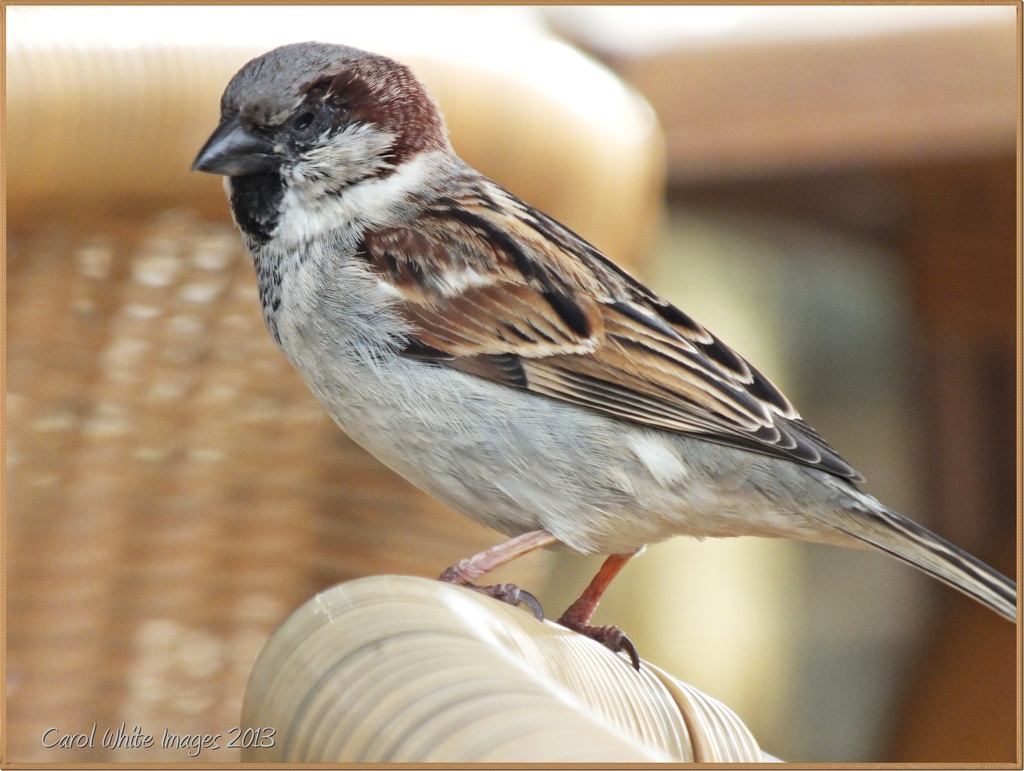 Sparrow by carolmw