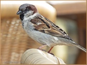 9th Apr 2013 - Sparrow