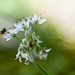 Hover Bee on chives by bella_ss