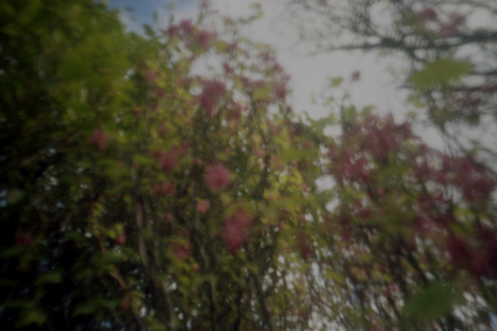 pink blossoms pinhole by ingrid2101