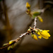 9th April - Forsythia buds by pamknowler