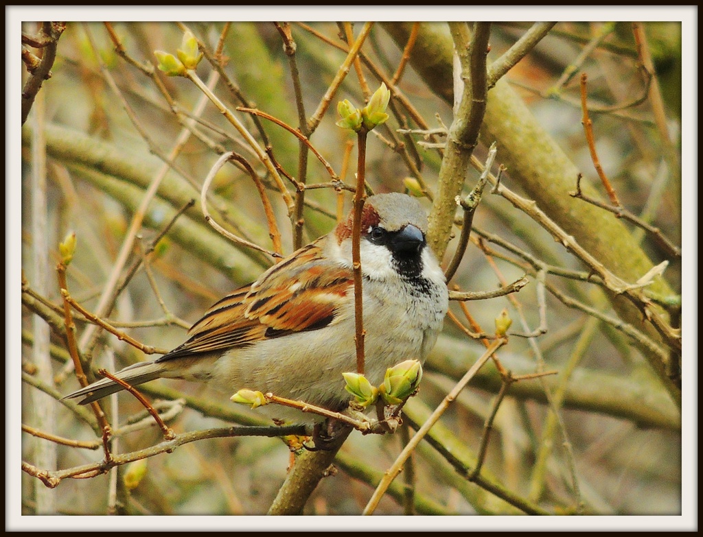Sparrow by rosiekind