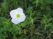 10th Apr 2013 - Buttercup in Texas